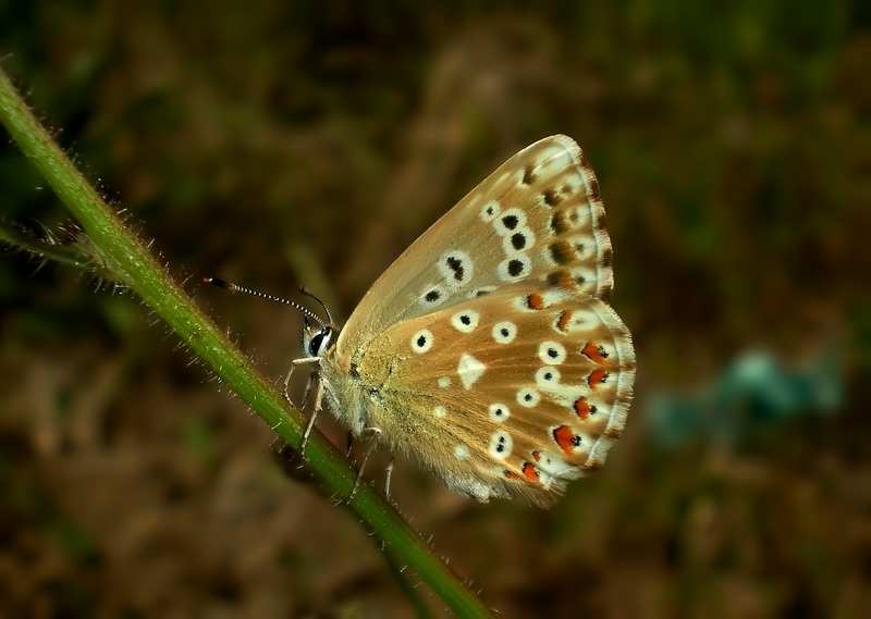 femmine di Polyommatus sp.